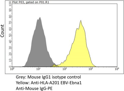 Anti-HLA-A02:01 EBV-EBNA1 Antibody, clone MAB13