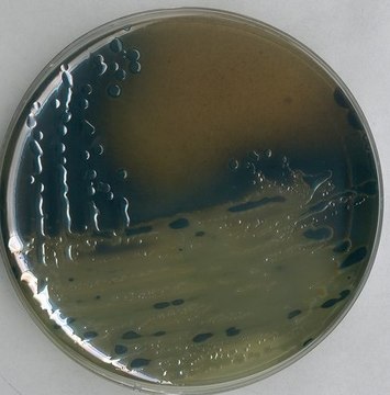 Bismuth sulfite agar acc. to WILSON-BLAIR for the isolation and differentiation of Salmonella typhi