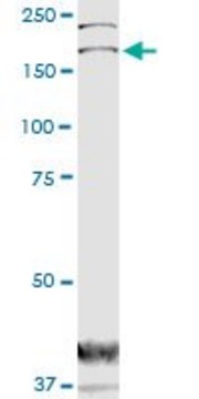 Monoclonal Anti-DOCK1 antibody produced in mouse clone 3D10, purified immunoglobulin, buffered aqueous solution