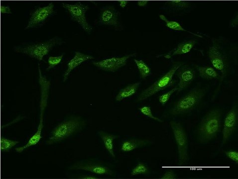 Monoclonal Anti-GLI1 antibody produced in mouse clone 3C8, purified immunoglobulin