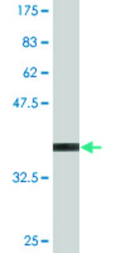 Monoclonal Anti-TNFRSF8 antibody produced in mouse clone 2E2, purified immunoglobulin, buffered aqueous solution