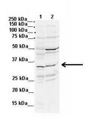 Anti-DLX2 (AB1) antibody produced in rabbit IgG fraction of antiserum