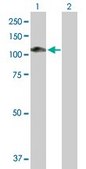 Anti-MAGED1 antibody produced in rabbit purified immunoglobulin, buffered aqueous solution