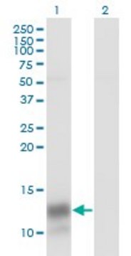 Monoclonal Anti-PF4 antibody produced in mouse clone 3F6, purified immunoglobulin, buffered aqueous solution