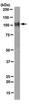 Anti-Integrin Beta1 Antibody, clone 8E3 clone 8E3, from mouse