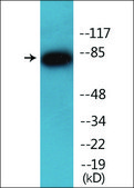 Anti-phospho-IKK-α (pSer176) /IKK-β (pSer177) antibody produced in rabbit affinity isolated antibody