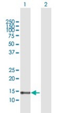 Anti-FABP7 antibody produced in rabbit purified immunoglobulin, buffered aqueous solution