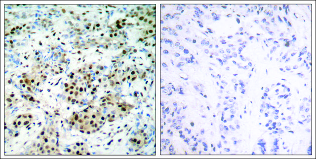 Anti-phospho-CREB1 (pSer133) antibody produced in rabbit affinity isolated antibody