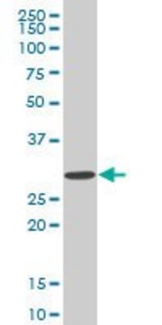 Monoclonal Anti-SIX3, (C-terminal) antibody produced in mouse clone 3F1, purified immunoglobulin, buffered aqueous solution