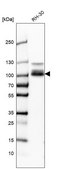 Anti-CLCN5 antibody produced in rabbit Prestige Antibodies® Powered by Atlas Antibodies, affinity isolated antibody