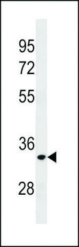 ANTI-ELOVL3 (C-TERM) antibody produced in rabbit affinity isolated antibody, buffered aqueous solution