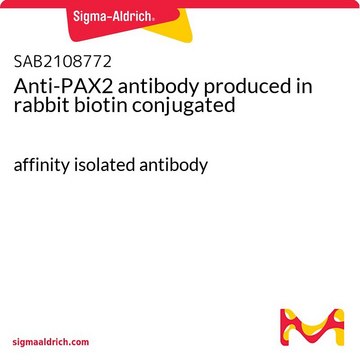 Anti-PAX2 antibody produced in rabbit biotin conjugated affinity isolated antibody