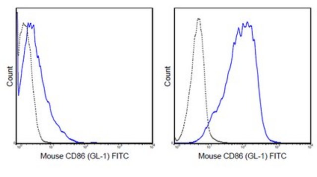 Anti-CD86 (B7-2) Antibody (mouse), FITC, clone GL-1 clone GL-1 (GL1), 0.5&#160;mg/mL, from rat