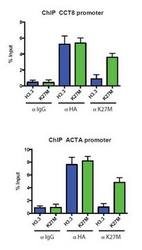 Anti-Histone H3.3 Antibody, K27M mutant from rabbit, purified by affinity chromatography