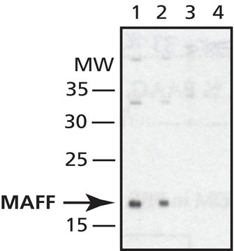 Anti-MAFF (N-terminal) antibody produced in rabbit IgG fraction of antiserum, buffered aqueous solution