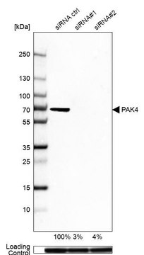 Anti-PAK4 antibody produced in rabbit Prestige Antibodies&#174; Powered by Atlas Antibodies, affinity isolated antibody