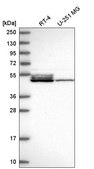 Anti-DNAJA4 antibody produced in rabbit Prestige Antibodies® Powered by Atlas Antibodies, affinity isolated antibody