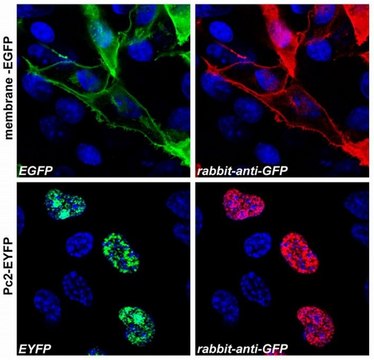 Anti-GFP antibody produced in rabbit