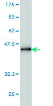 Monoclonal Anti-PPM1D antibody produced in mouse clone 4D1, purified immunoglobulin, buffered aqueous solution