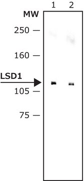 Monoclonal Anti-LSD1 (AOF2) 小鼠抗 ~2&#160;mg/mL, clone LSD1-12, purified immunoglobulin, buffered aqueous solution