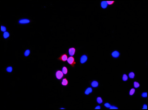 Anti-HOXD4 (C-terminal) antibody produced in rabbit ~1.0&#160;mg/mL, affinity isolated antibody, buffered aqueous solution