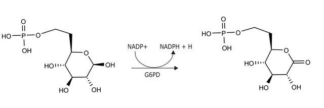 葡萄糖-6-磷酸脱氢酶 来源于肠系膜明串珠菌 recombinant, expressed in E. coli, lyophilized powder, &#8805;550&#160;units/mg protein (biuret)