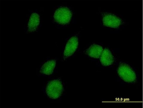 Anti-FANCM antibody produced in mouse purified immunoglobulin, buffered aqueous solution