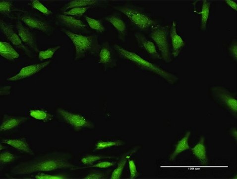 Anti-BIN1 antibody produced in rabbit purified immunoglobulin, buffered aqueous solution