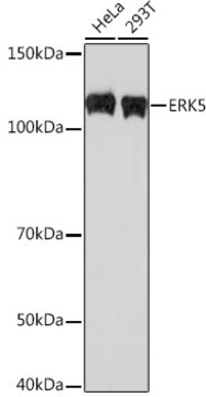 Anti-ERK5 Antibody, clone 5C1P5, Rabbit Monoclonal