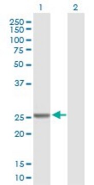 Anti-GSTM4 antibody produced in mouse purified immunoglobulin, buffered aqueous solution