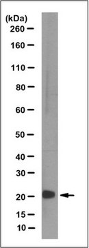 Anti-MTH1 Antibody, clone 11A3.2 clone 11A3.2, from mouse