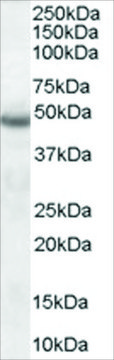 Anti-Neuroserpin antibody produced in goat affinity isolated antibody, buffered aqueous solution