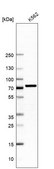 Anti-INTS9 antibody produced in rabbit Prestige Antibodies® Powered by Atlas Antibodies, affinity isolated antibody
