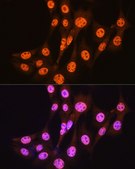 Anti- Smad3 antibody produced in rabbit