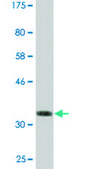 Monoclonal Anti-BFAR antibody produced in mouse clone 1C6, ascites fluid