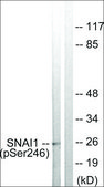 Anti-phospho-SNAI1 (pSer246) antibody produced in rabbit affinity isolated antibody
