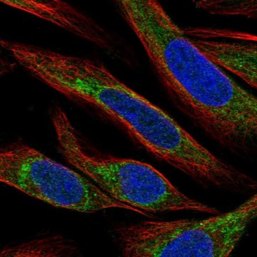 Anti-Apool Antibody Produced In Rabbit Prestige Antibodies&#174; Powered by Atlas Antibodies, affinity isolated antibody, buffered aqueous glycerol solution