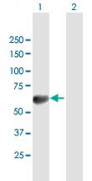 Anti-TOM1 antibody produced in mouse purified immunoglobulin, buffered aqueous solution