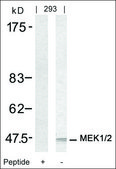 Anti-MAP2K1/MAP2K2 (Ab-217/221) antibody produced in rabbit affinity isolated antibody