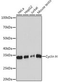 Anti-Cyclin H Antibody, clone 3N5S3, Rabbit Monoclonal