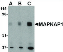 Anti-MAPKAP1 (ab1) antibody produced in rabbit affinity isolated antibody, buffered aqueous solution