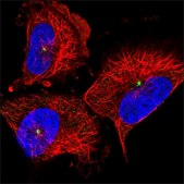 Anti-CDK5RAP2 antibody produced in rabbit Prestige Antibodies® Powered by Atlas Antibodies, affinity isolated antibody, buffered aqueous glycerol solution