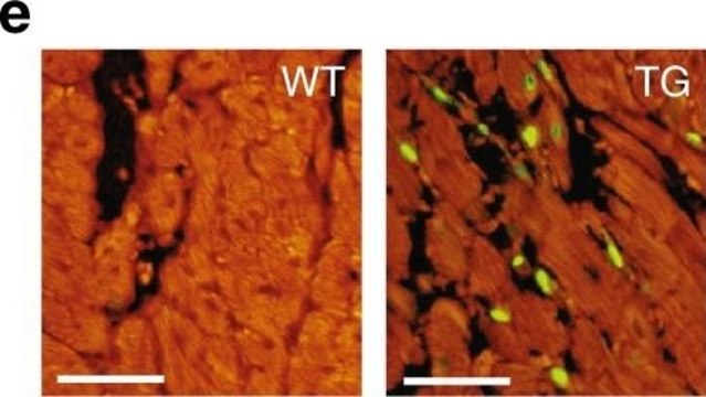 Monoclonal Anti-Actin (&#945;-Sarcomeric) antibody produced in mouse clone 5C5, ascites fluid