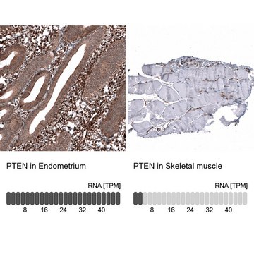 Monoclonal Anti-PTEN antibody produced in mouse Prestige Antibodies&#174; Powered by Atlas Antibodies, clone CL11723, purified immunoglobulin, buffered aqueous glycerol solution