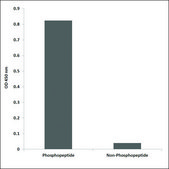 Anti-phospho-Lck (pTyr505) antibody produced in rabbit affinity isolated antibody