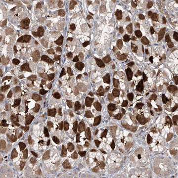 Anti-SAMD3 antibody produced in rabbit Prestige Antibodies&#174; Powered by Atlas Antibodies, affinity isolated antibody, buffered aqueous glycerol solution, ab1