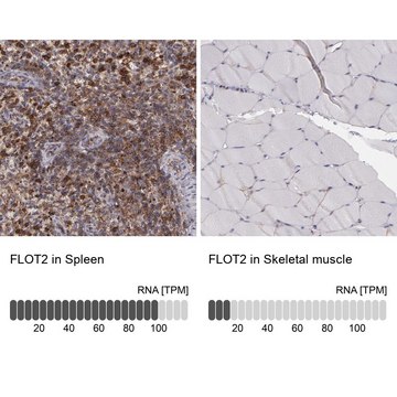 Anti-FLOT2 antibody produced in rabbit Prestige Antibodies&#174; Powered by Atlas Antibodies, affinity isolated antibody, buffered aqueous glycerol solution