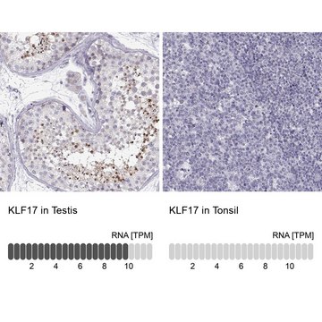 抗-KLF17 兔抗 Prestige Antibodies&#174; Powered by Atlas Antibodies, affinity isolated antibody, buffered aqueous glycerol solution