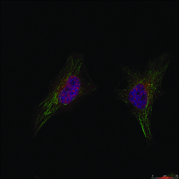 Anti-BRCA1 (Ab-1524) antibody produced in rabbit affinity isolated antibody