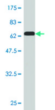 Monoclonal Anti-PEX10 antibody produced in mouse clone 1B8, purified immunoglobulin, buffered aqueous solution